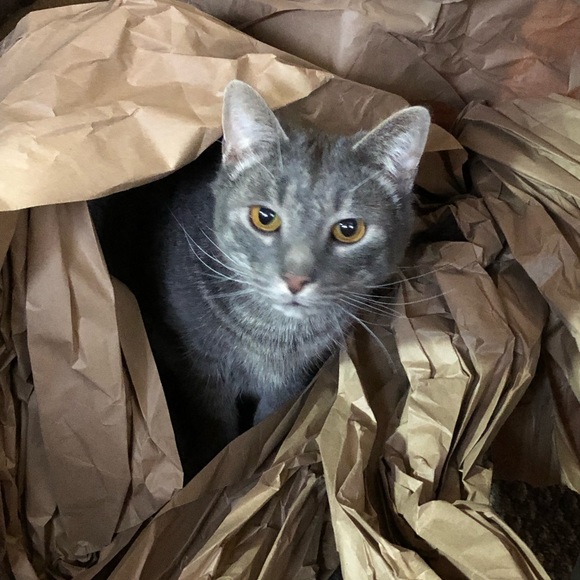 Hi, I’m Jamie, and these are our 5 fur-babies! - Picture 7 of 8